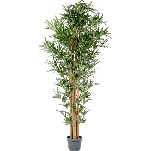 Bambusbaum 1.9m - 2.0 m