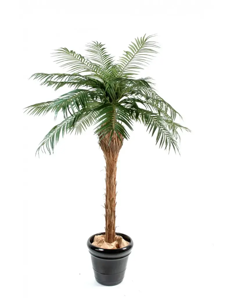 Palme Phönix 1.80m mit Topf