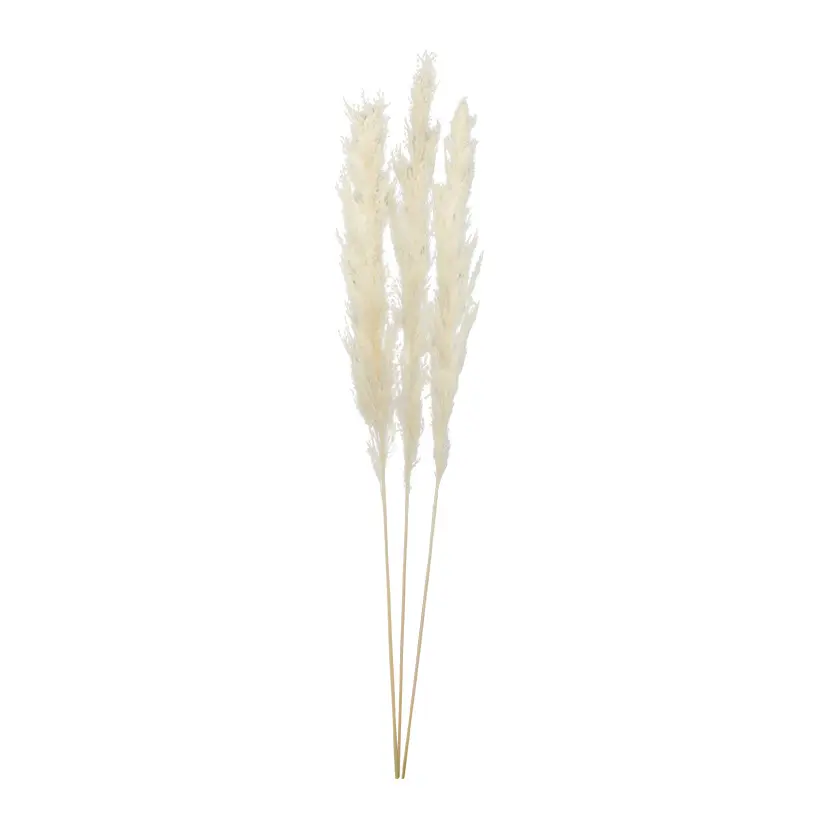 Pampasgras Bündel 110 cm (3 Stück)