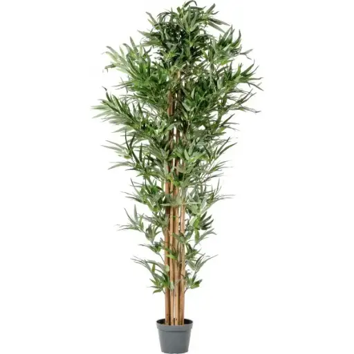 Bambusbaum 1.9m - 2.0 m