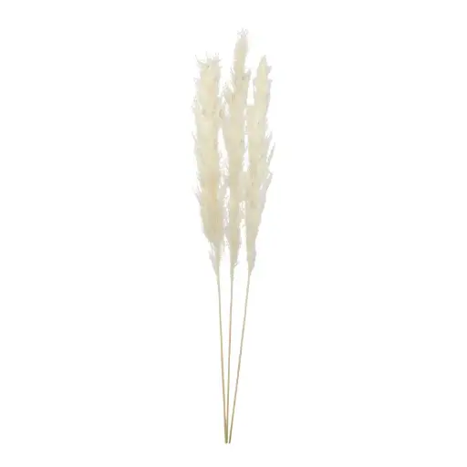 Pampasgras Bündel 110 cm (3 Stück)